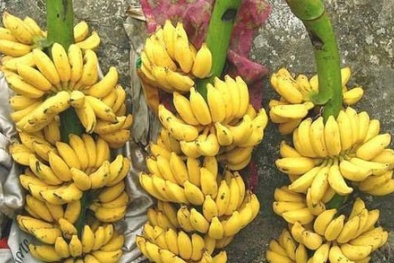 Vì sao chưa kiểm soát được ép chín trái cây bằng hóa chất?