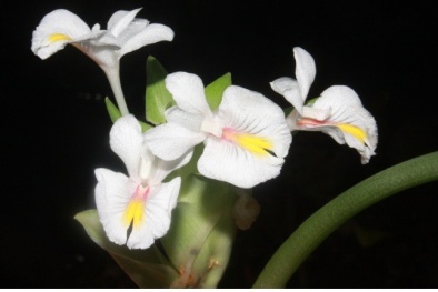 Phát hiện loài hoa mới, tuyệt đẹp ở Việt Nam