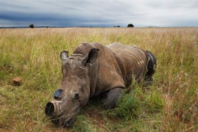 Hiểu đúng về sừng tê giác