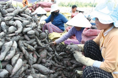 Làm ăn kiểu “thuốc độc bọc đường”
