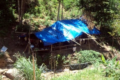 Theo dấu "vàng tặc"