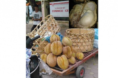 Sầu riêng bán dạo: Tươi ngoài, thối trong