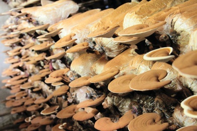 Thực hư nấm trồng gây độc 