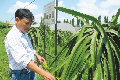Bắt tay mua bản quyền thanh long 2 tỷ đồng
