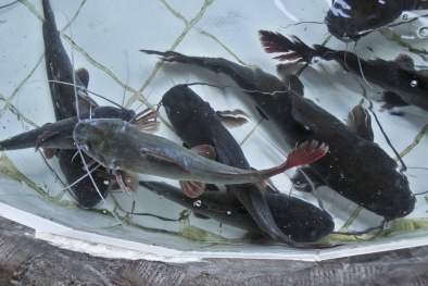 Cá lăng nhập lậu từ Trung Quốc