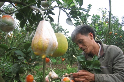 Ứng dụng KH&CN trong nông nghiệp - Doanh nghiệp phải đi đầu