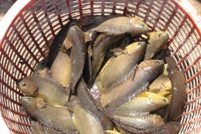 Cá rô đồng, cá tra nhiễm chất Enrofloxacin