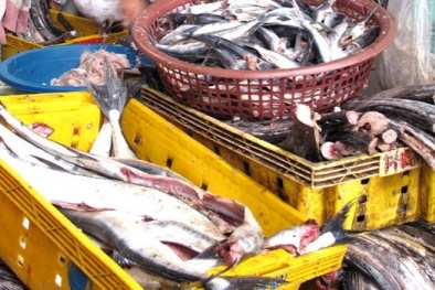 Đình chỉ hàng loạt cơ sở chế biến chả cá vi phạm an toàn thực phẩm