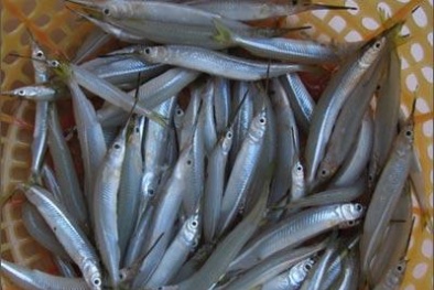 Món cá kìm trong tiết trời se lạnh