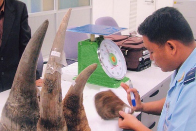 Đừng quá tin...sừng tê giác!