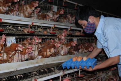 Sự thật trứng gà omega giá 35.000 đồng