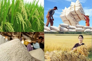 Điều hành xuất khẩu gạo gây thiệt cho nông dân?