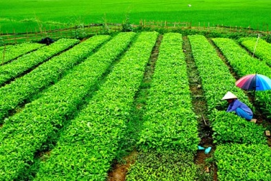 Quản lý rau an toàn: Đang bị buông lỏng