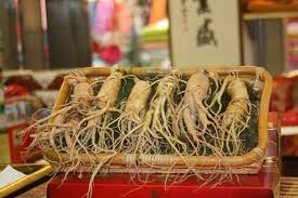 Thận trọng khi mua sâm Ngọc Linh