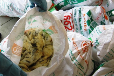 Phát hiện hàng nghìn con gà ác 'bẩn'