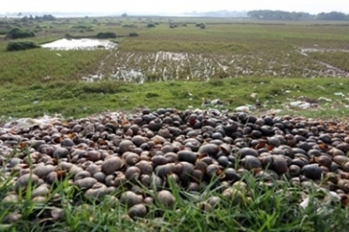 Thương lái Trung Quốc đánh vào lòng tham nông dân Việt