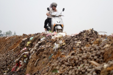 Hà Nội: Ô nhiễm trầm trọng vì... ốc bươu vàng