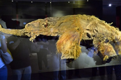 Voi ma mút 39.000 tuổi được trưng bày ở Đài Loan