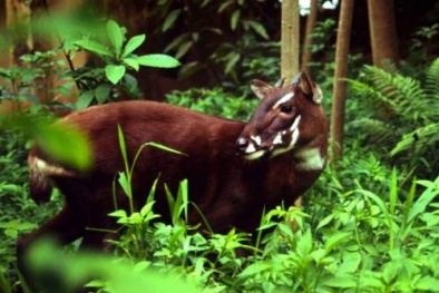 Chụp được hình Saola bị cho là tuyệt chủng ở Việt Nam