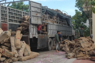 Bắt giữ 30 tấn gỗ trắc vận chuyển trái phép