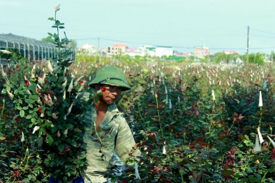 Làng hoa sẵn sàng mừng ngày 20/11