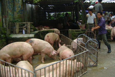 Lợn bất ngờ tăng giá: Vui một, cảnh giác hai!