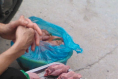 Giật mình thịt “chim bồ câu” siêu rẻ