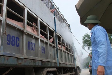 Thương lái Trung Quốc đang gom mua heo hơi tại Việt Nam