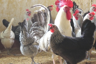 Việt Nam nuôi thành công giống gà siêu trứng VCN-G15