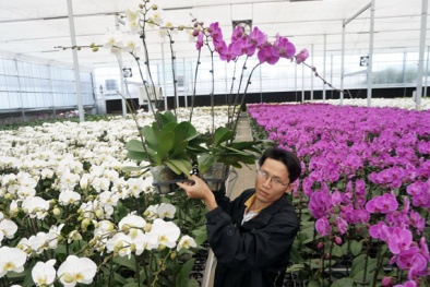 Hoa Việt 'vươn cánh' đến Châu Âu