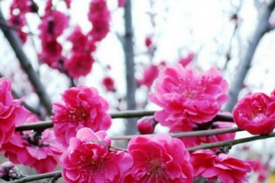 Nghỉ Tết Âm lịch Giáp Ngọ từ 28 tháng Chạp đến hết mùng 5