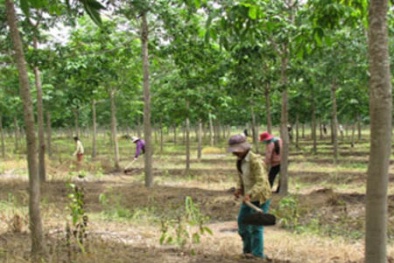 Phá rừng trồng cao su: Ra tay thanh tra lại toàn bộ