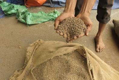 Vụ “Cưỡng chế hơn 3.000 tấn càphê”: Bảo vệ các ngân hàng xô xát giành quyền kiểm soát kho hàng