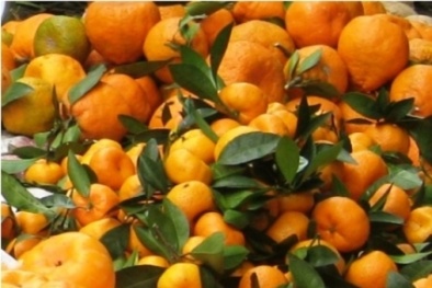 Thịt gà, củ cải trắng, quýt, cà rốt nhiễm độc