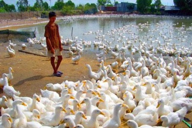 Người nông dân 'thiệt kép' vì thị trường thức ăn chăn nuôi bát nháo 