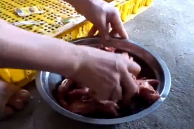 Hô biến vịt non Trung Quốc thành thịt chim