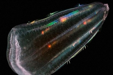 Có thể nguồn gốc của loài người là... sứa?