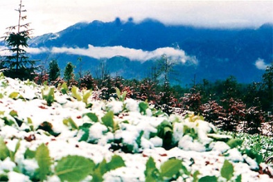 Thảm họa ở Lào Cai sau tuyết lạnh là sương muối