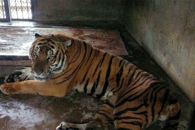 Nhân viên sở thú bị cọp cắn chết vì...quên khóa chuồng