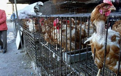 Trung Quốc: Phát hiện chủng cúm gia cầm gây chết người mới