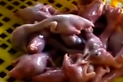 Yêu cầu làm rõ vịt non Trung Quốc biến thành thịt chim