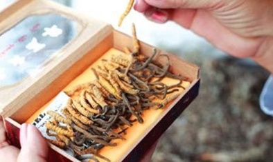 Đông trùng hạ thảo: Thật ít giả nhiều