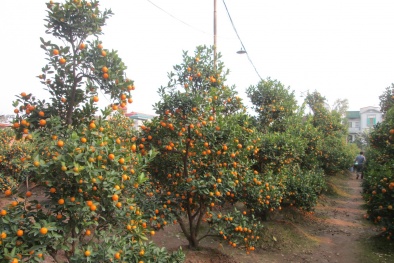 Người trồng đào, quất lo ế hàng và vắng khách