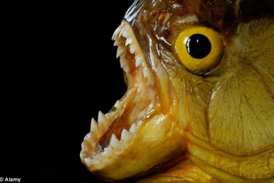 Kinh hoàng cá ăn thịt điên cuồng tấn công