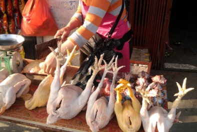 Hô biến gà thải loại thành gà đông tảo