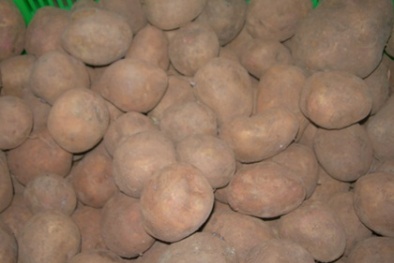 Khoai tây Trung Quốc đội lốt Đà Lạt