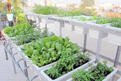 Hà Nội rộ phong trào thuê kỹ sư chăm rau tại nhà