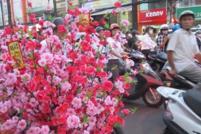 Hoa Kiểng cũng bị làm giả