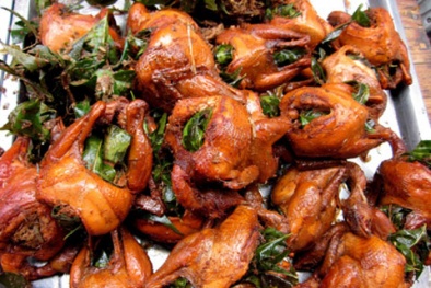 Kỹ nghệ biến chim câu, chim sẻ từ chim cút, vịt con chết