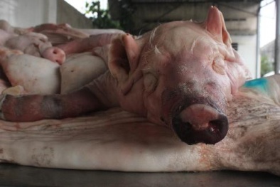 Hóa chất 'biến' thịt thối thành thịt tươi